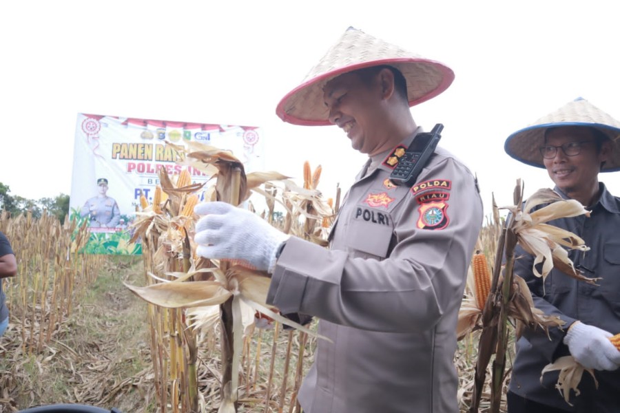 Sukseskan Program Ketahanan Pangan, Polres Inhu bersama PT. INECDA Berhasil Panen Raya Jagung
