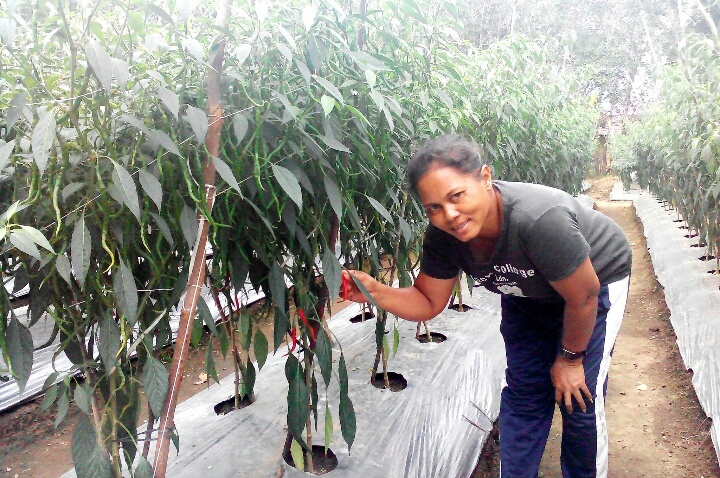 Petani Cabai Dikuansing Semakin Mandiri