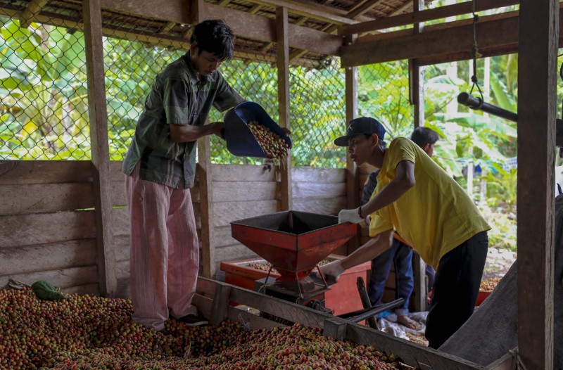 Desa Wisata Kedabu Rapat Meranti, Sajikan Sensasi Kopi Liberika di Pulau Terdepan
