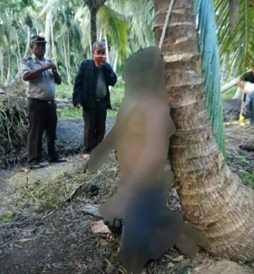 Pamit ke Rumah Ortu, Penjaga Kebun Ditemukan Tergantung di Pohon Kelapa