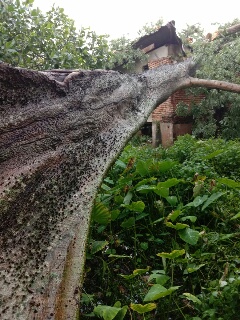 Dihantam Angin Kencang, Pohon Besar Timpa Rumah Warga 