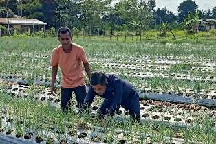 Bantu Tingkatkan Ekonomi, Anggota Dewan Siak ini Bantu Lahan untuk Kelompok Tani Bercocok Tanam