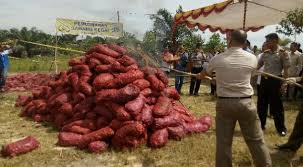 6 Ton Bawang Merah Dan Daun Ganja di Musnahkan