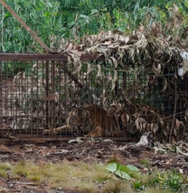 Harimau Sumatera  masuk ke Perangkap BBKSDA,  Diduga Serang Pekerja Perusahaan