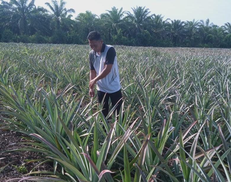 Kisah Sukses Petani Nenas Nasabah MKM BRK Syariah di Sungai Apit