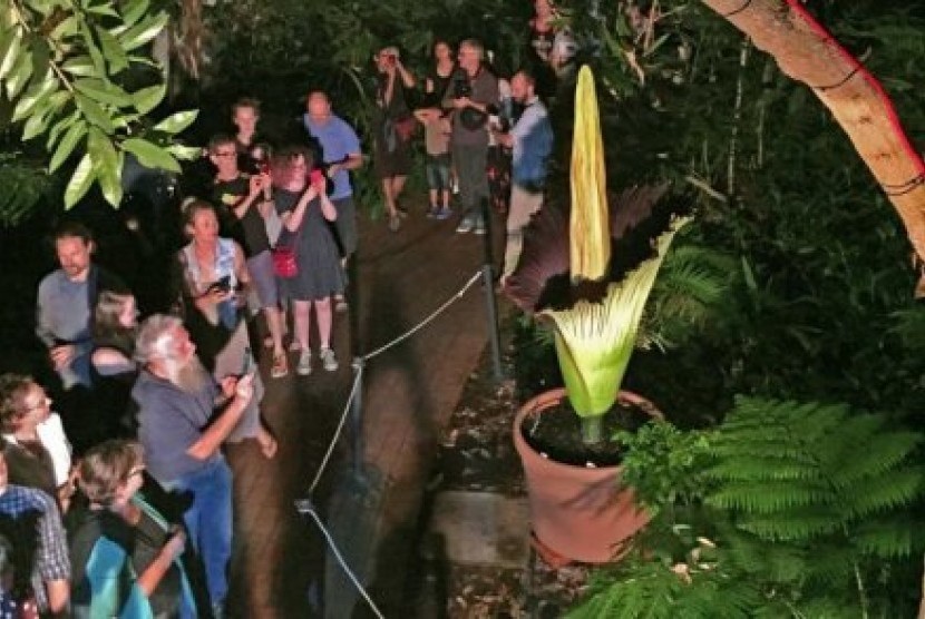 Bengkulu Miliki Bunga Bangkai Gigas Tertinggi di Dunia 