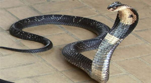 Bawa 6 Ular Kobra ke Pesawat, Pria Ini Diamankan Petugas