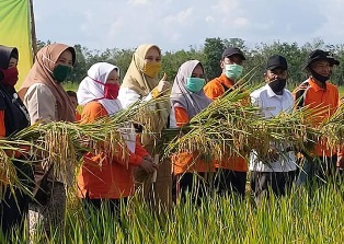 Ketua TP PKK Inhu Panen Raya Padi di Desa Tanjung Sari, Rezita: Komoditas Padi Penting & Strategis