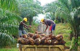 Rugikan Petani Sawit, Anggota DPR RI Ini Desak Pemerintah Cabut Larangan Ekspor CPO