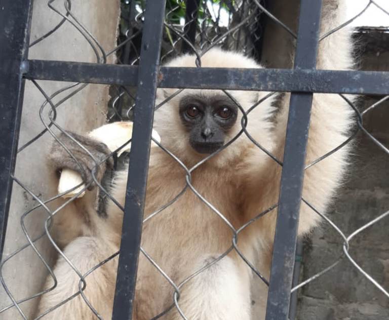 Baim Tinggalkan Keluarga Asuh Demi kehidupan yang Lebih Baik di Habitatnya