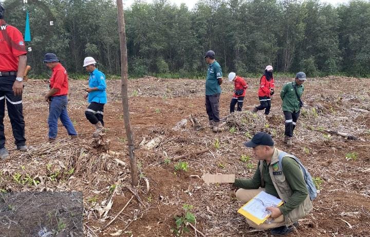 Harimau Sumatera Masih Berkeliaran, Bocah 12 Tahun Jadi Korban di Pelalawan