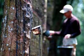 Hujan Terus Menerus, Petani Karet Menjerit