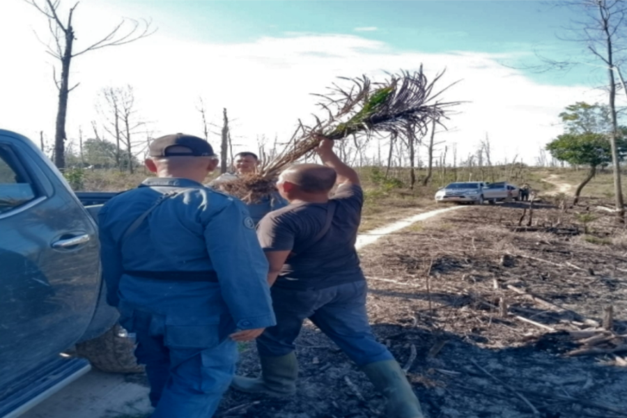 Gakkum KPH Tangkap Tangan Warga Pekanbaru Tanam Sawit Bekas Karhutla