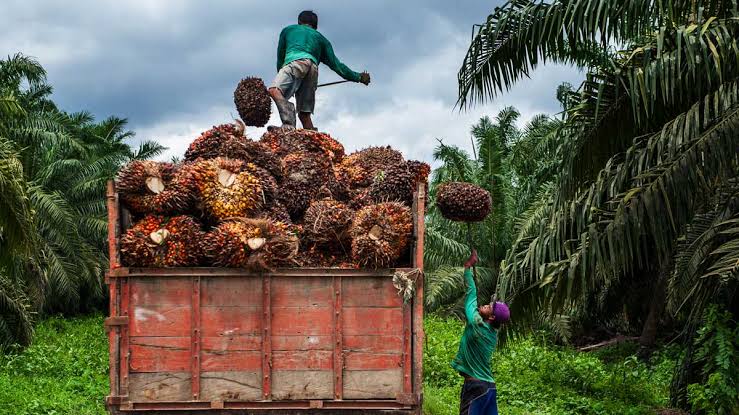 Harga TBS Mitra Swadaya Sepekan Ini Naik Tipis, Tertinggi di Kelompok Umur 9 Tahun