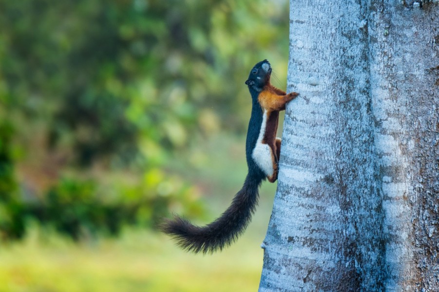 Harmoni dengan Alam, Cara PHR Jaga Keberagaman Hayati