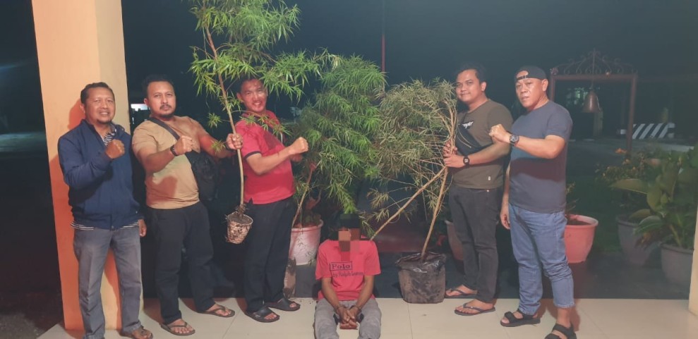 Tanam Ganja di Lahan Perumahan, Warga di Siak Hulu Kampar Ditangkap Polisi