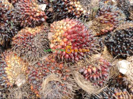 Harga TBS di Riau Meroket, Tertinggi di Indonesia