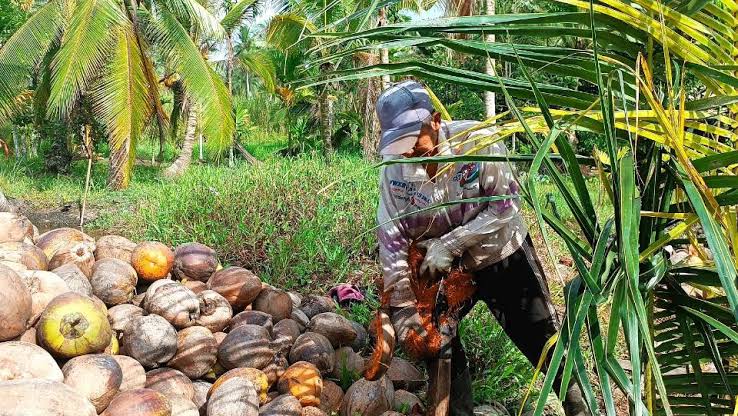 Harga Komoditas Perkebunan di Riau Minggu Kedua Desember: Bokar Stabil, Kopra dan Pinang Naik