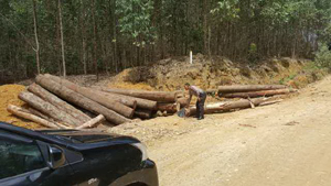 Polres, Polhut dan Security PT.RAPP estate Logas berhasil Ungkap Kasus Ilegal Loging