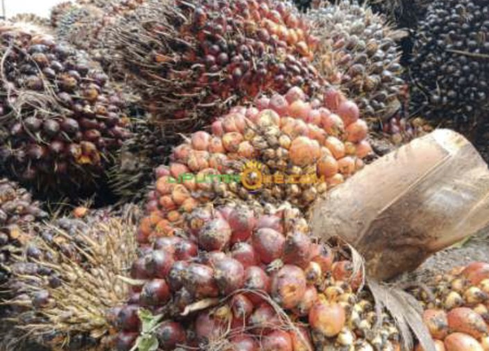 Harga TBS Kelapa Sawit Mitra Plasma Naik Rp 3.945,62/Kg Sepekan Ini