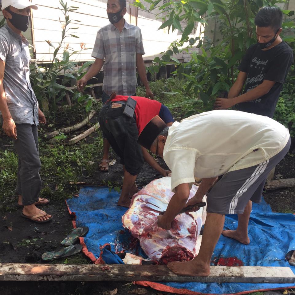 Mantan Camat Kateman Ini Potong Sapi Kurban di Sungai Guntung