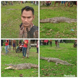 Heboh, Buaya Masuk Kampung Diabadikan Warga dengan Berselfie Ria
