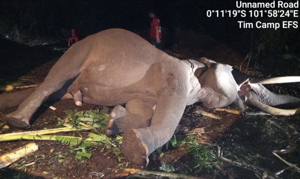 Sempat Minum dan Mau Makan, Gajah Indro TNTN Tetap Tak Tertolong