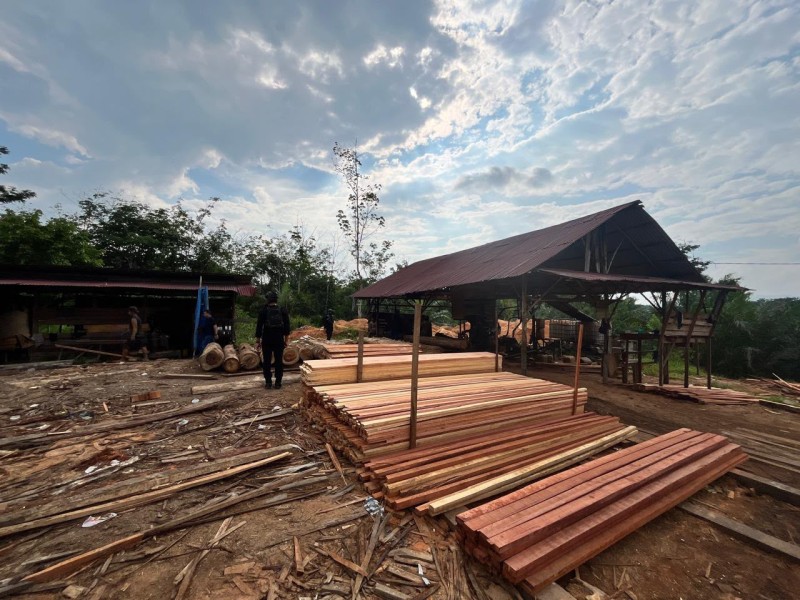Polda Riau Bongkar Sawmill Ilegal di Kampar, Ratusan Batang Kayu Diamankan