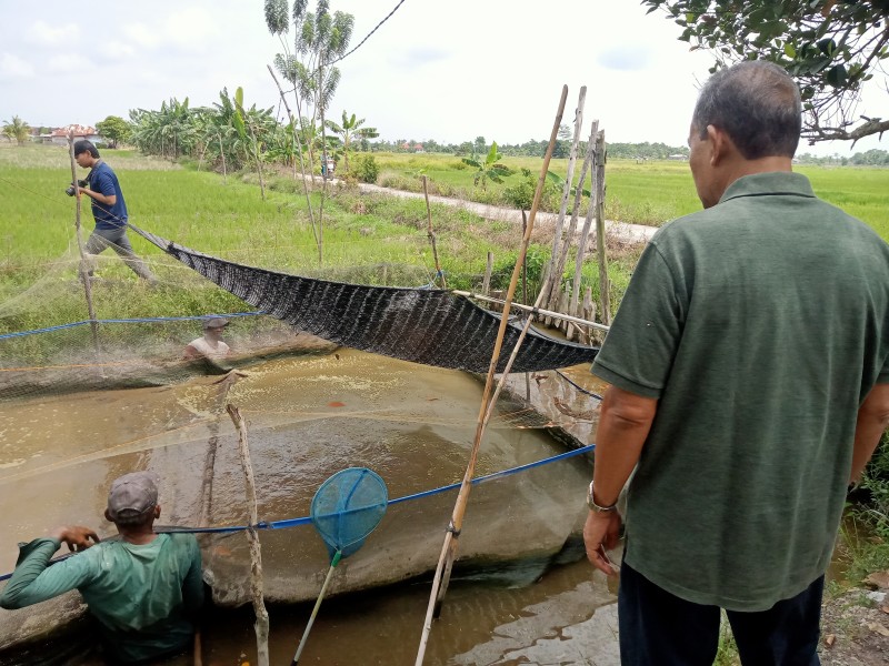 Panen Diseminasi Budidaya  Ikan Baung Kerjasama  PKLH UIR-BPPM PT AA di Kampung Muara Kelantan Siak