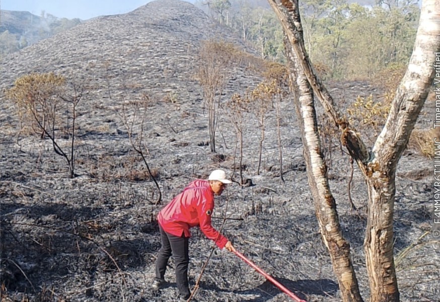 Kebakaran Bukit Setampol Rinjani Terus Meluas, Jalur Pendakian Torean Ditutup Sementara