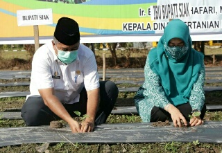 Dukung Ketahanan Pangan, Bupati Alfedri Tanam Perdana Lahan Kelompok Tani di Tanjung Agung