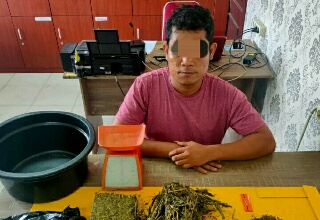 Polres Siak Tangkap Satu Pengedar Daun Ganja di Sei Apit