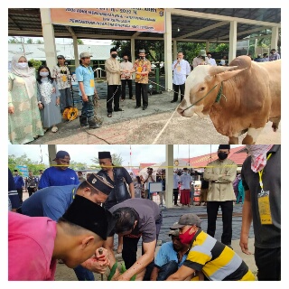 Polres Inhu Potong 15 Ekor Sapi Kurban di Hari Raya Idul Adha 1441 H 