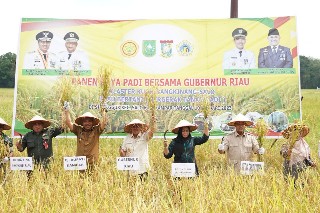 Panen Raya, Gubri Ajak Petani Tidak Tinggalkan Padi