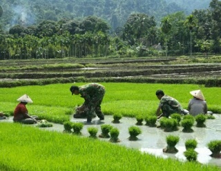Para Petani Di Kenegerian Sentajo Mulai Turun Kesawah