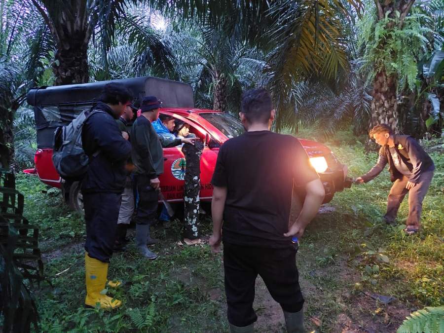Harimau Berkeliaran di Ladang Sawit Warga Pasaman, Terkam Seekor Sapi
