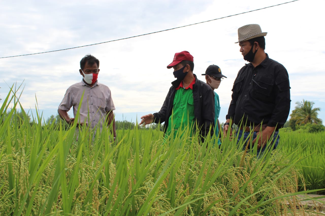 Hasilkan 7 Ton Perhektar, STII Inhil Panen Raya Tanaman Padi dengan Teknologi Migo dan Trisakti