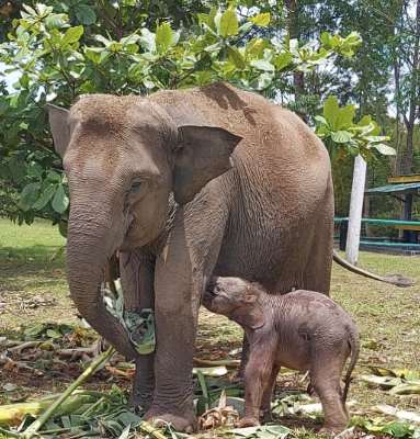 Kabar Dunia Konservasi: Meri Punya Cucu, Carmen Gajah Binaan Lahirkan Bayi Jantan