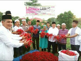 Wabup H.Halim Panen Raya Cabai Keriting Kelompok Tani Beken Jaya  Desa Benai Kecil