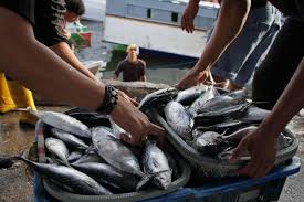 Kegagalan Kebijakan Penangkapan Ikan Terukur, KKP Mesti Umumkan Perusahaan Lelang Ikan