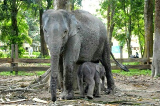 Nama Induknya Ngatini, Syamsuar Beri Nama Anak Gajah Damar
