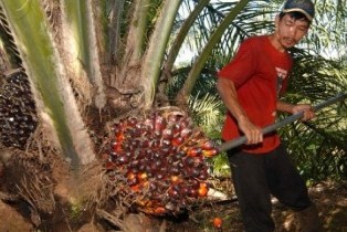 2,4 Juta Ha Lahan Perkebunan Kelapa Sawit di Indonesia Perlu Replanting