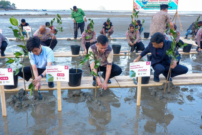 Implementasi Sinergi Bagi Negeri, Capella Honda Tanam 2000 Pohon Mangrove