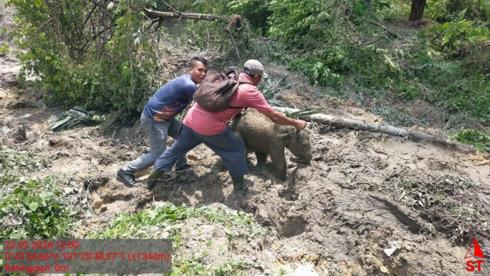 Ini Penyebab Kawanan Gajah Mengamuk di Konsesi Milik PT Arara Abadi