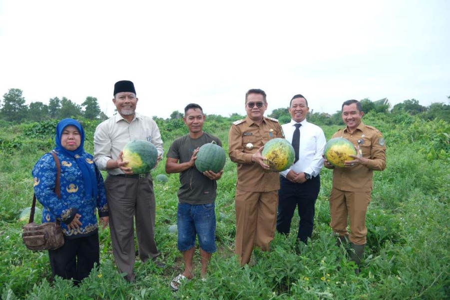 Sulap Lahan Kosong Jadi Kebun Semangka, Kelompok Tani di Siak Hasilkan Cuan
