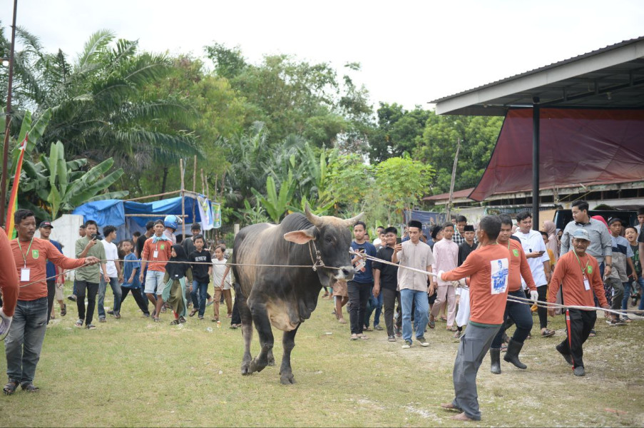 Beratnya Mencapai 1 Ton, Sapi Kurban Bantuan Presiden Jadi Tontonan Warga