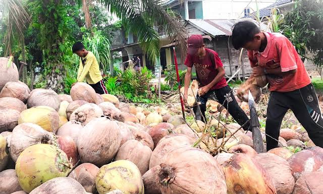 Harga Kelapa Butir, Tepung Sagu, Pinang Kering di Riau Stabil