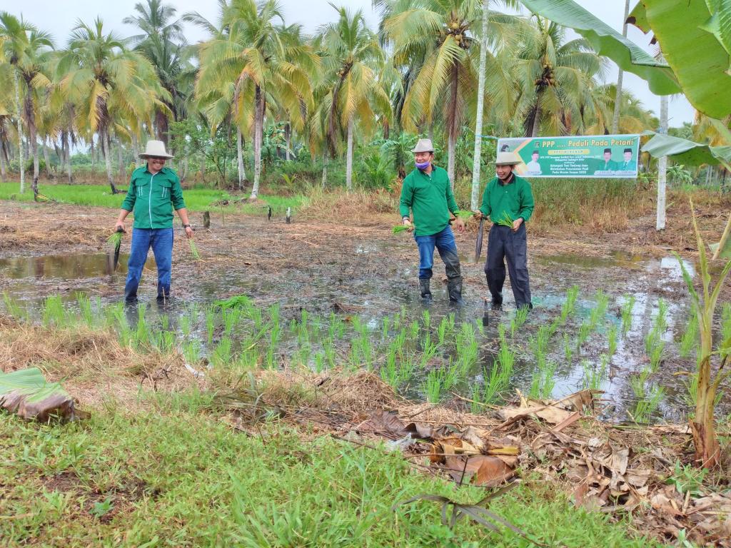 DPC PPP Bersama STII Inhil Dampingi Poktan Tanjung Jaya Menanam Padi di Musim Tanam 2020