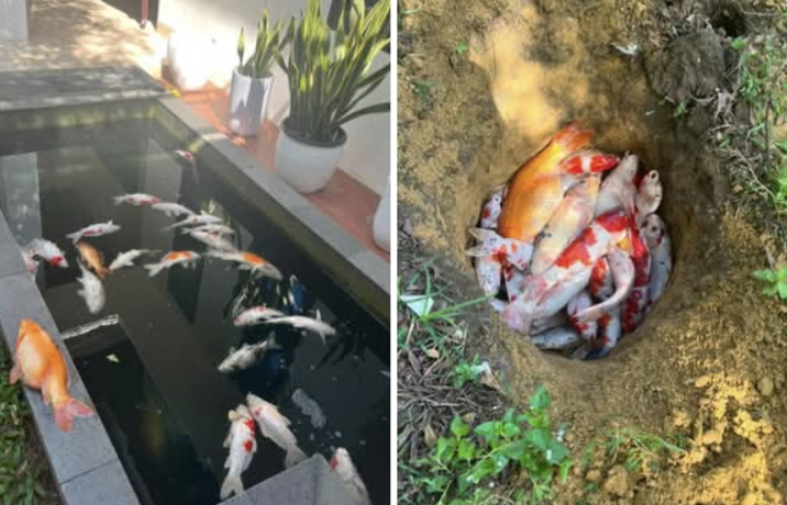 Diterjang Pemadaman Listrik PLN, Ikan Koi Kesayangan Wali Kota Pekanbaru Agung Nugroho Ikut 'Meninggoy'