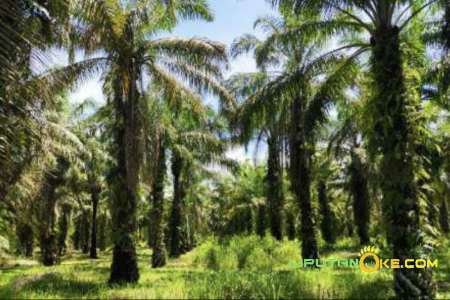 Setiap Petani Disuntik Rp60 Juta, Pemprov Riau Target 10 Daerah Program Replanting Sawit